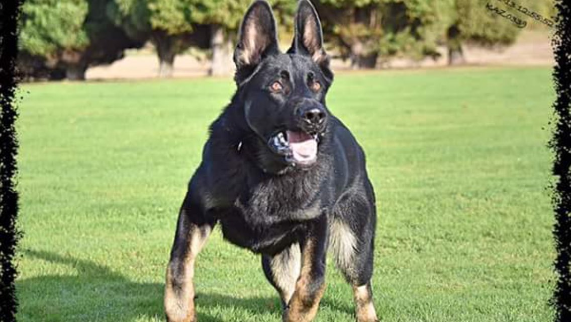 Great assessing and selecting dogs for Dave at <a href="/NSPoliceDogs/">NS PoliceDogs</a>