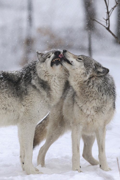 twowolvesbeer's tweet photo. Some great shots by: Denis Dumoulin
#gonature #wolves #getoutside #photography #spring2017
#twowolvesbrewing
https://t.co/9I45lv9l4r https://t.co/yqyikvLGwo