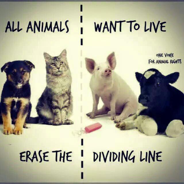 All animals want to live, erase the dividing line.... #vegan