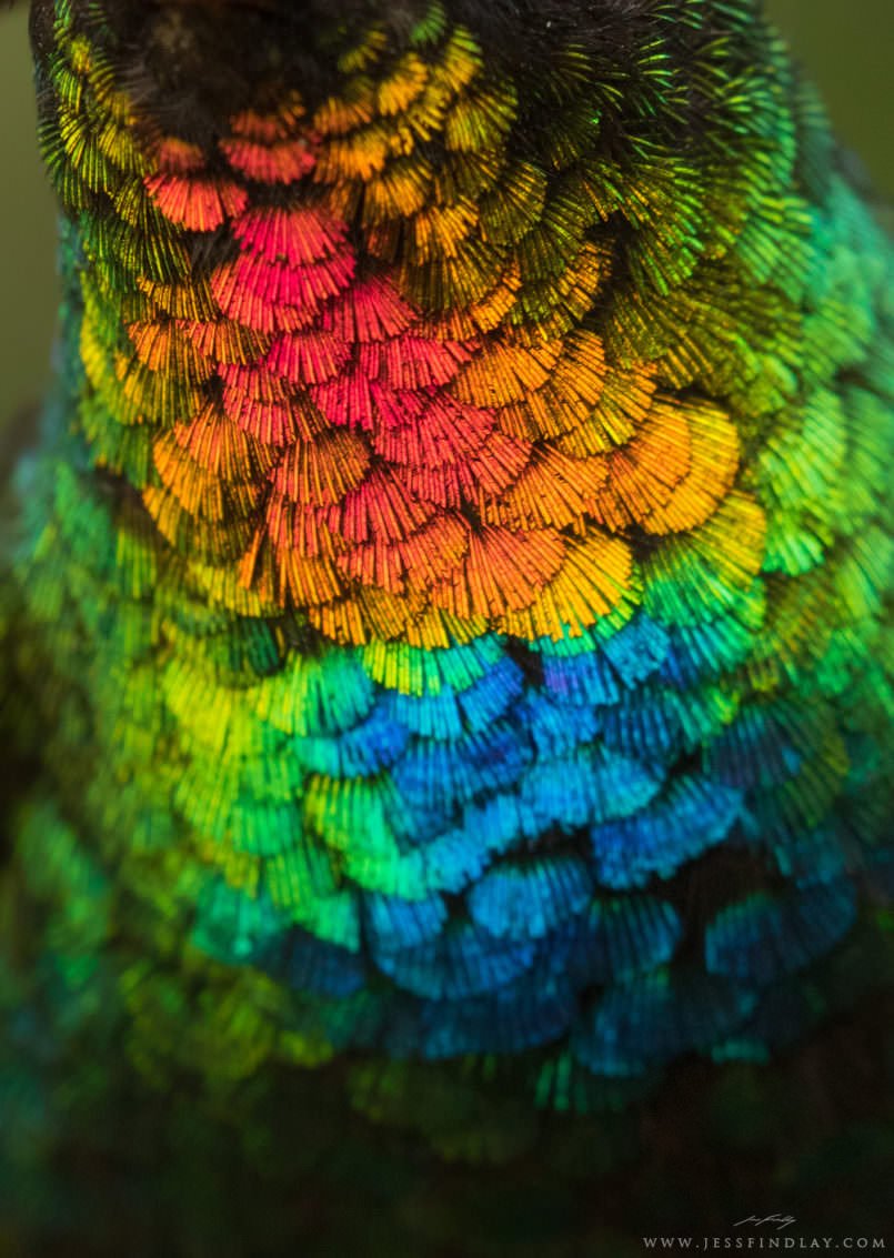 bluedotmg's tweet photo. Look at how fabulous this fiery-throated hummingbird’s feathers are https://t.co/sQXj8X0pHc https://t.co/SVr4EyGjRo