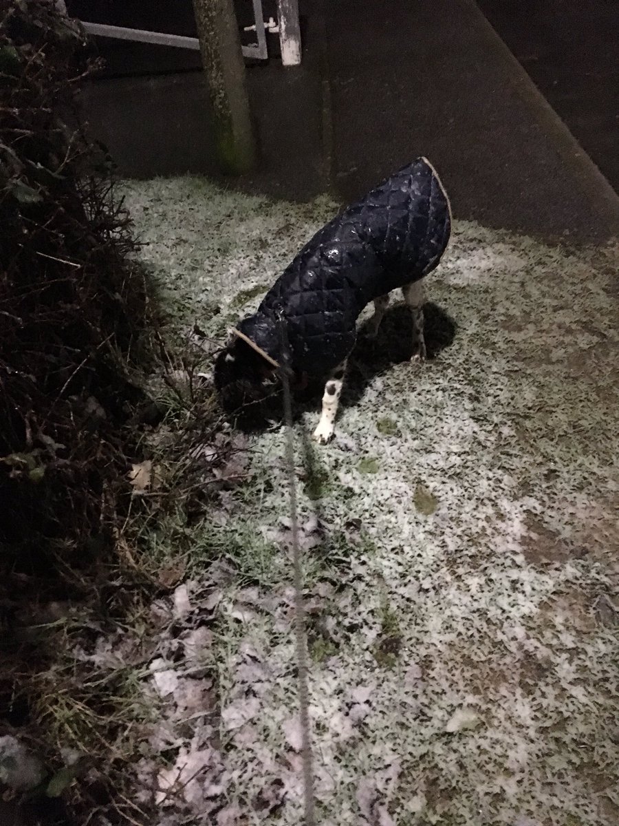 drjeremyl's tweet photo. Coco out on patrol whatever the weather @Paws_On_Watch helping to keep the Hailsham area safer. On the look out for anything suspicious. https://t.co/fiZzK4lvpV