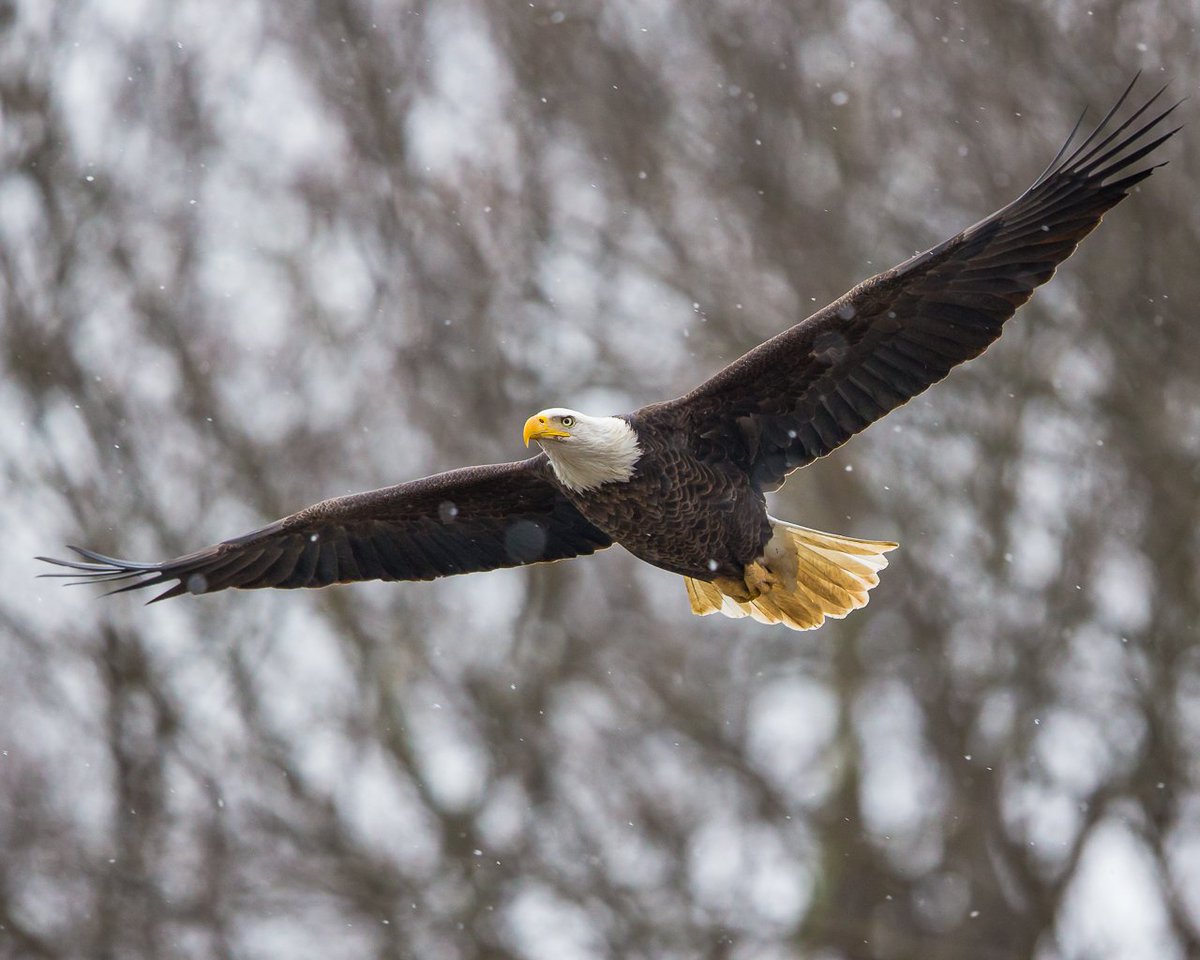 NYstateparks's tweet photo. RT @nysdec: Did you know winter is one of the best times to watch #eagles in #NYS? https://t.co/dG17071rHB #birding https://t.co/vWEcEXvN0y