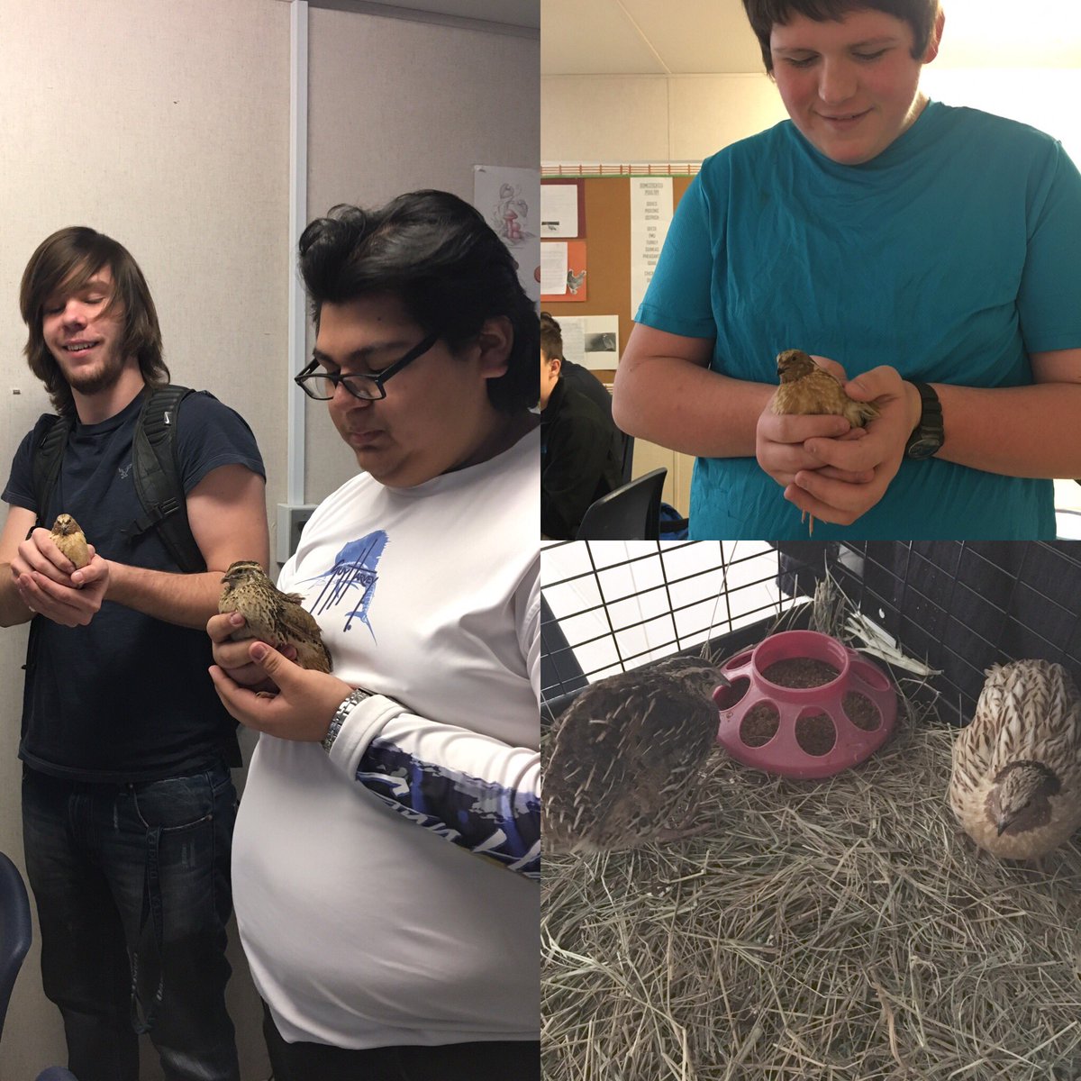 fmarketlcca's tweet photo. Great live quail lab today to go w our Poultry Unit. We learned about Texas A&amp;M and Cotornix Quail. @fmarketlcca @LCCA_HS https://t.co/XYyoufbPuT