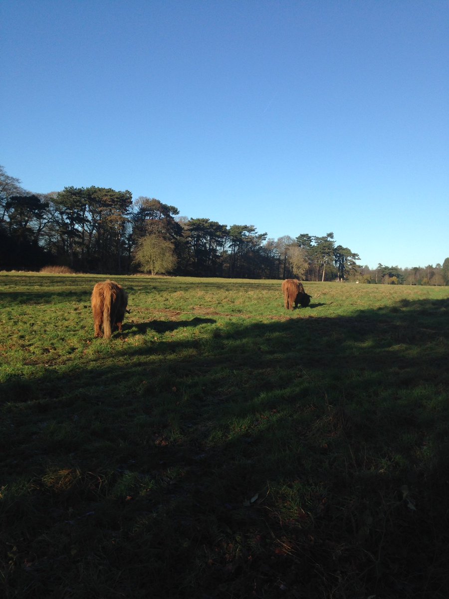FSimnett's tweet photo. Our #highlandcattle on #Cloverclose @1elvastoncastle @CoronationMdows @RBSTrarebreeds @LENSlongeaton #elvastoncastle #flowermeadow https://t.co/XioOuAE9Qy