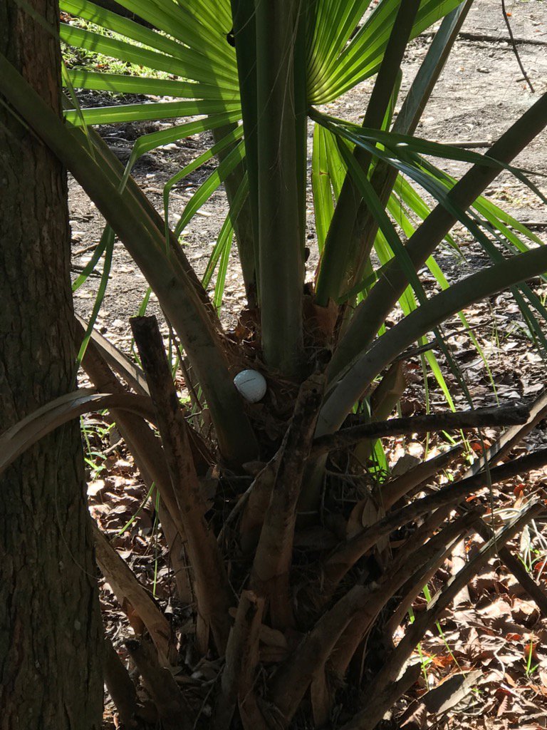 LansbrookGC tweet picture