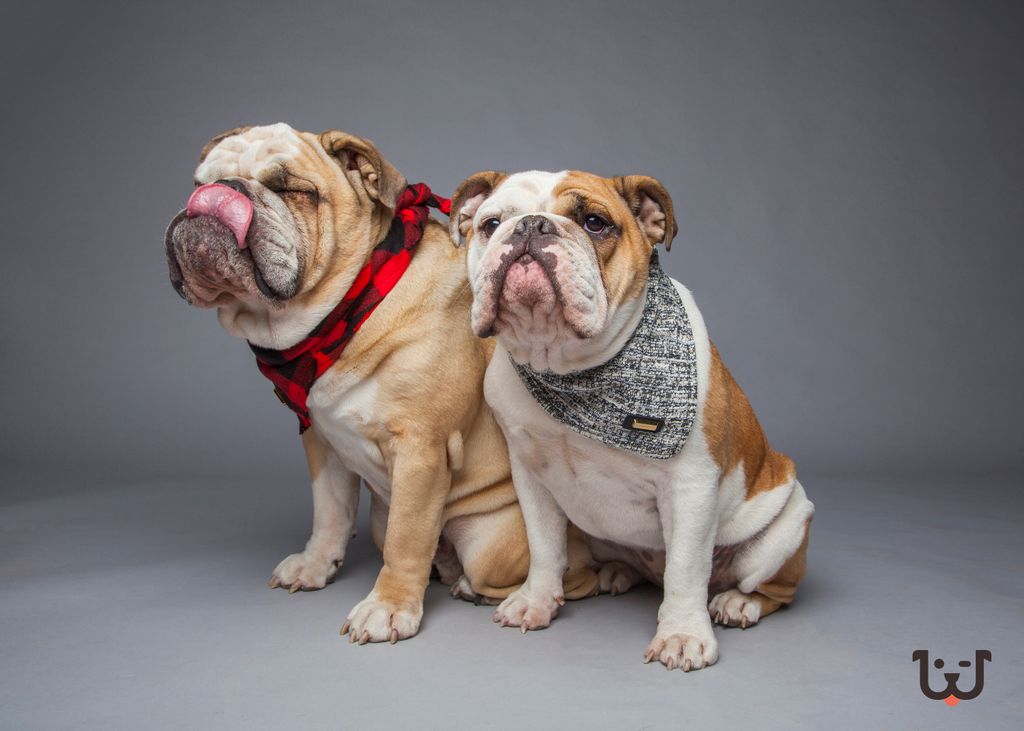 rawcorawfood's tweet photo. Harley's face = today's mood 😝 Friday's so close, yet so far... #rawco #mood #thursdaymood #whereyouatfriday #currentmood #englishbulldogs https://t.co/Olq38N4GKE