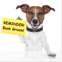 BeausBathHouse's tweet photo. Proper bathing for your dog is important for their skin and coat health.
#progroomers #dogsgrooming #dogshairstyle https://t.co/fRhOdJz9oW