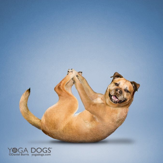 YogaDogs's tweet photo. #ThursdayThought yoga + dogs =happiness! What do you think? 🐶❤😊 https://t.co/TpohRlVMte