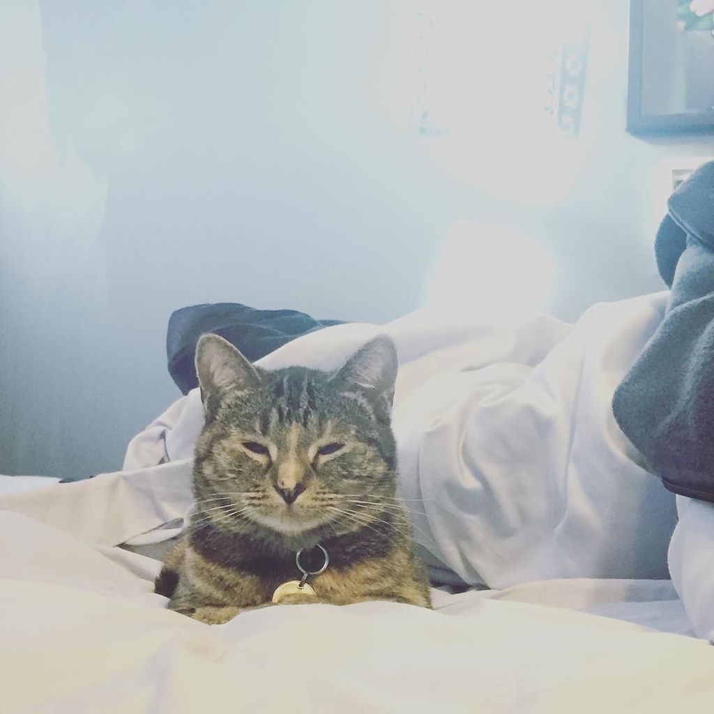 kaylinrenee13's tweet photo. Queen of the bed. 👑 #latergram #iliagarnet #catsofinstagram #sheissobig #iliasbirthdaymonth #behindthehourglass https://t.co/fN0C93JlMb