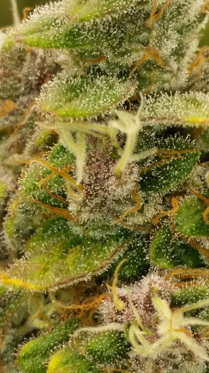 Deejay_Litmus's tweet photo. Madberry (Purple Pheno) during flush before harvest.
#currentcultureh2o #cch2o #culturedsolutions #marijuana #medicalmitten #FluenceBioEng https://t.co/VQNL2KxTyD