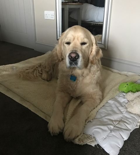 Our four-legged guest Jessie is enjoying a relaxing break on the Norfolk coast #DogFriendly #Thornham