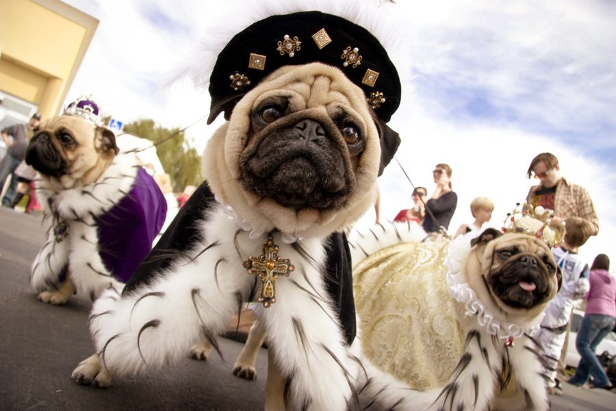 Domusklin's tweet photo. ¡YA LLEGAN LOS PUPPIES MAGOS! A disfrutar la cabalgata con los nuestros :) #cabalgatadereyes #reyesmagos https://t.co/pyReH5WOCr