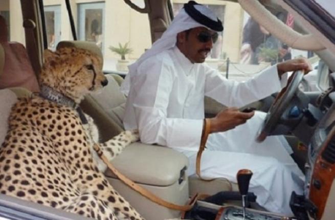 UAE Outlaws Keeping Wild Animals as Pets