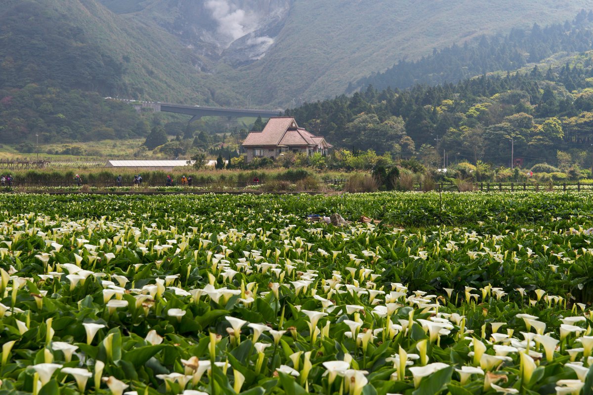 Muiuinntaipei's tweet photo. Zhuzihu is a valley which is located at 670 height among Datong Mt, Chizin Mt and Small Gaungyin Mt.
#YangminMountain
#Muiuinn https://t.co/jjUOJ0leb2