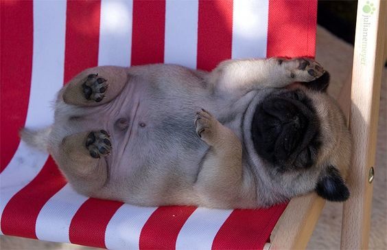 CaptainSoMuch's tweet photo. pugs:

SO CHUBBY https://t.co/xlN3eqmILu