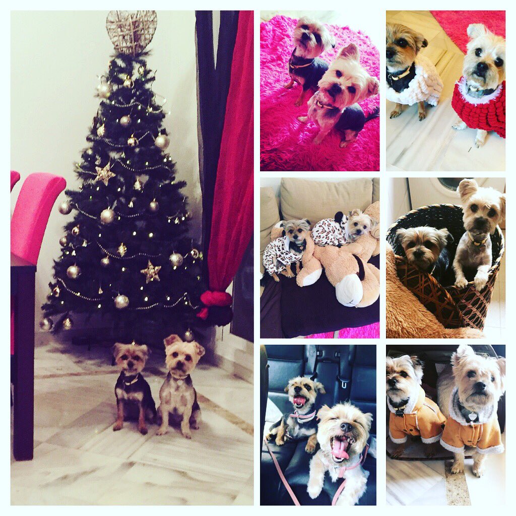 BexSmetham's tweet photo. My pups think they are #antanddec when they know it's a photo op they have a fave side #yorkies #chalkies #marbs #banus #dogsoftwitter https://t.co/LtBytccXSW
