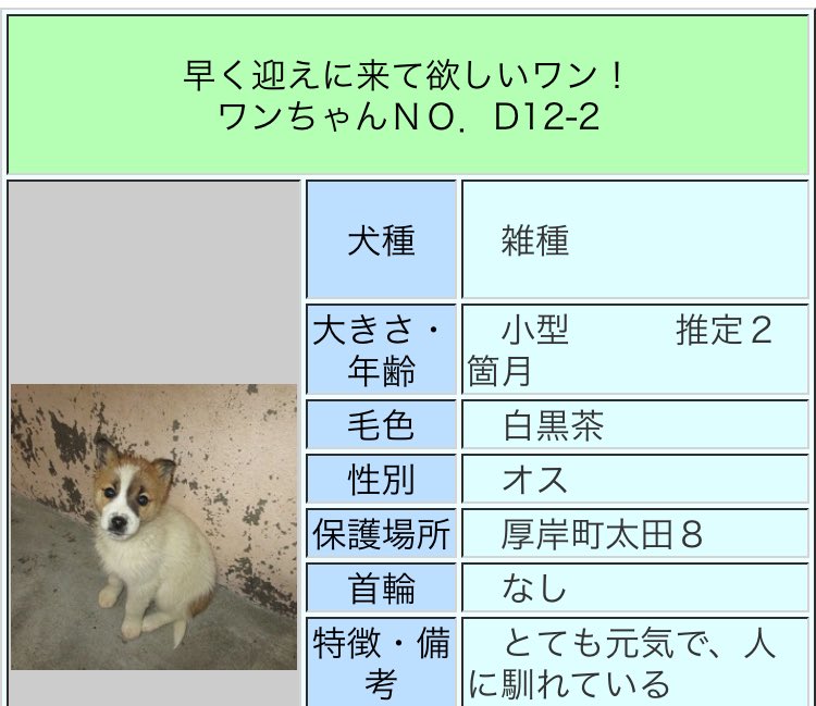 ট ইট র 北海道 保健所 里親募集 コロナに負けるな 北海道の飲食店応援 釧路保健所さん 迷い犬 迷子収容過多の為2回に分けます 可愛いチビワンズが収容されました 子犬を迎えたい方は釧路の子達を検討して頂ければと思います 拡散希望