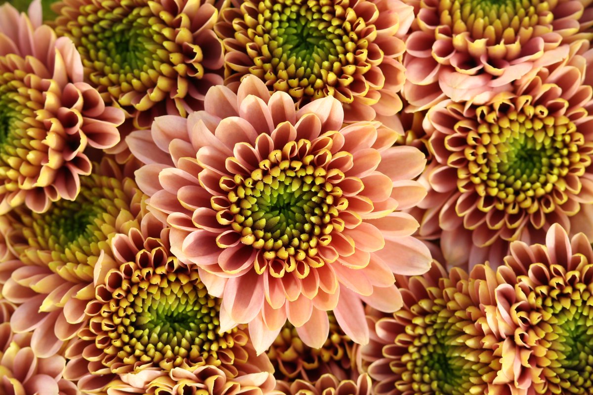 LS Santini tweet media