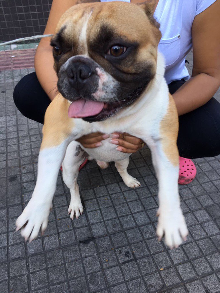 carlosaviana's tweet image. Vamos ajudar. Esse Bulldog francês de aproximadamente 2 anos foi encontrado perdido no Bairro Cidade Nova em BH.