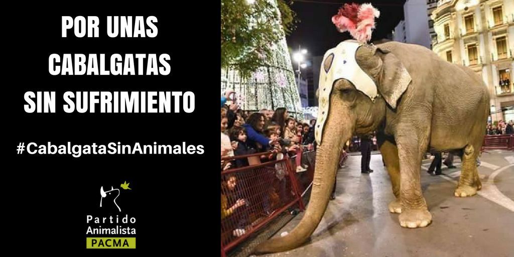 PartidoPACMA's tweet photo. Por unas cabalgatas libres de sufrimiento, por unas fiestas libres de maltrato animal. #CabalgatasSinAnimales https://t.co/FeMDHjn55K