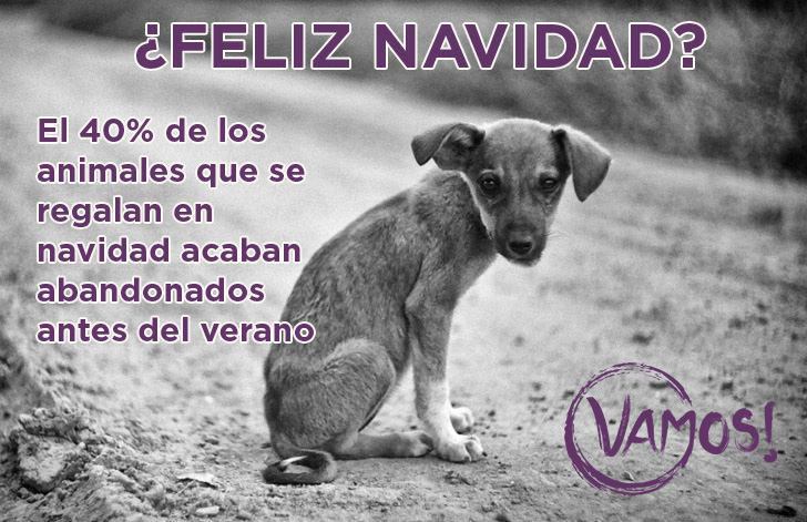 VamosCMadrid's tweet photo. Hoy llegan los Reyes Magos pero sé responsable a la hora de regalar 🎁, ya sabes, #AdoptaNoCompres.

Los animales 🐶🐱no son juguetes https://t.co/DVbFsowsiY