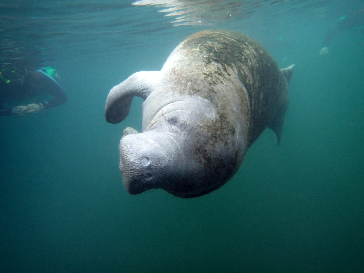 RiverSafaris's tweet photo. This manatee has the right idea...New year, new perspective. Photo credit to Amanda and Tanner #manatee #swim #snorkel #seacow #gentle https://t.co/qqTQFkjZ0s