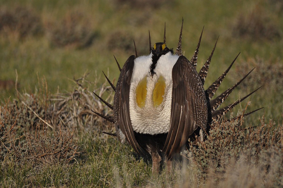Tweet tweet! On #NationalBirdDay learn how conservation efforts helped save the Greater-Sage Grouse: go.wh.gov/RxWzWj