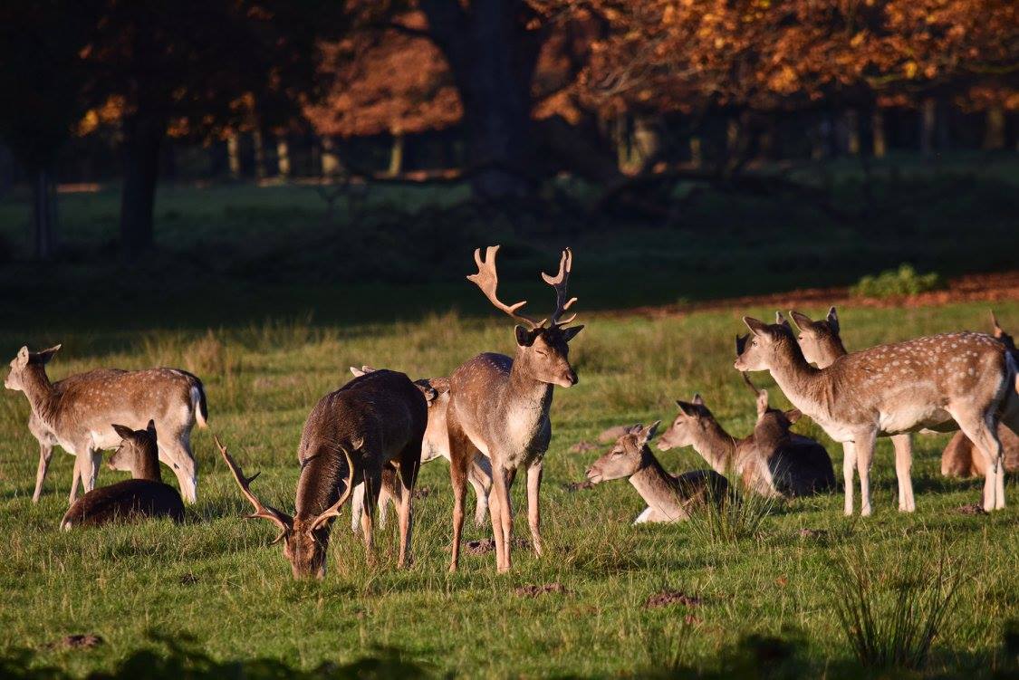 #Dülmen #Wildpark

Kalte Temperaturen machen uns nichts aus. Rein in die Winterjacke und auf zum wunderschönen Wildpark in Dülmen!