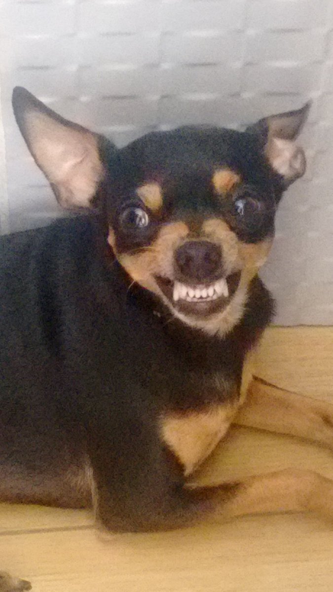 MilliRodriguess's tweet photo. @cellbit   Meu cachorro não quer tomar banho oq devo fazer? Acho a ele não está bravo 😂 https://t.co/NtIsY0yiXS