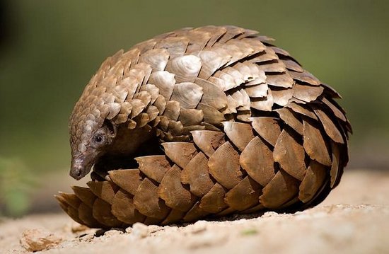 CITES's tweet photo. 7 ways #wildlife won in 2016 https://t.co/U6xPTMKzYq via @Natgeo #EndWildlifeTrafficking @CITES #CoP17 https://t.co/wxqQ2f6Cpq
