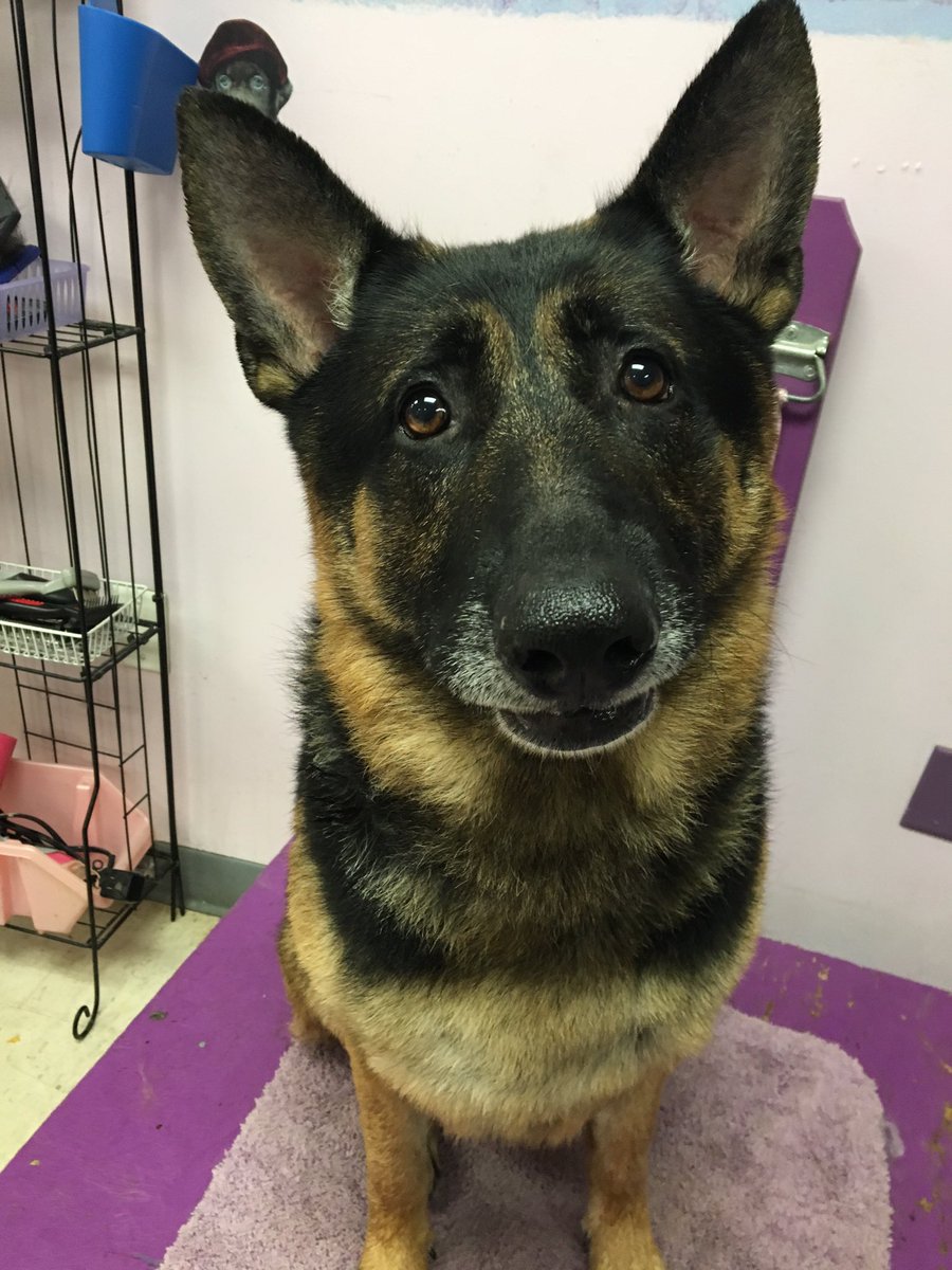 shampoodle and setter