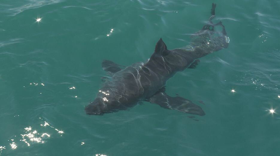 track deep blue shark track deep blue shark