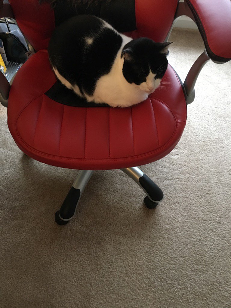 GooseInspired's tweet photo. I get up to make a drink and this happens. #havetomove #joysofhomeoffice https://t.co/juXEe0U5Py