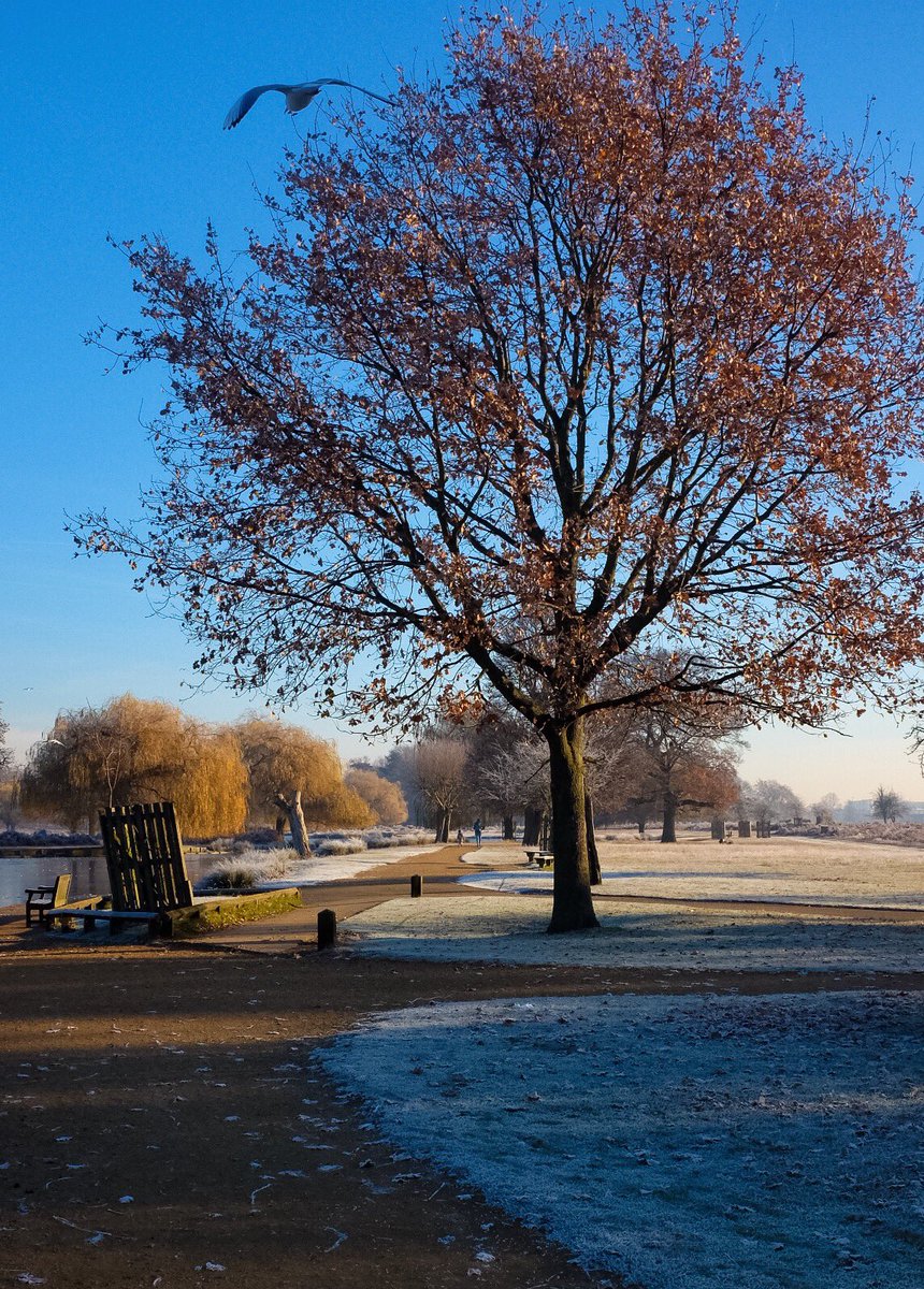 Beautiful frosty Bushy #park #bushypark #teddington #lake #parklife #london #royalparks #London