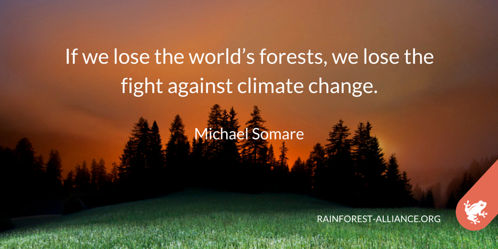 RnfrstAlliance's tweet photo. #ThursdayThoughts: We must all work together to #KeepForestsStanding https://t.co/5VjrfGZADd