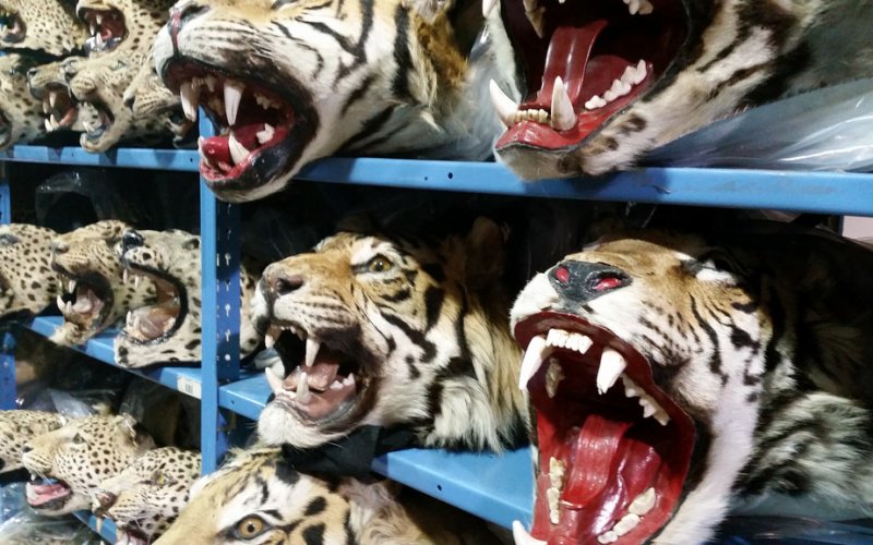CITES's tweet photo. Illicit #wildlife trafficking is a major political crisis https://t.co/YTOyUX2dem via @risk_insights #WildlifeCrime https://t.co/M6gCkbEtwc