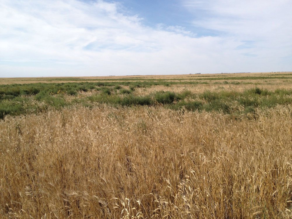 Syngenta Canada tweet media