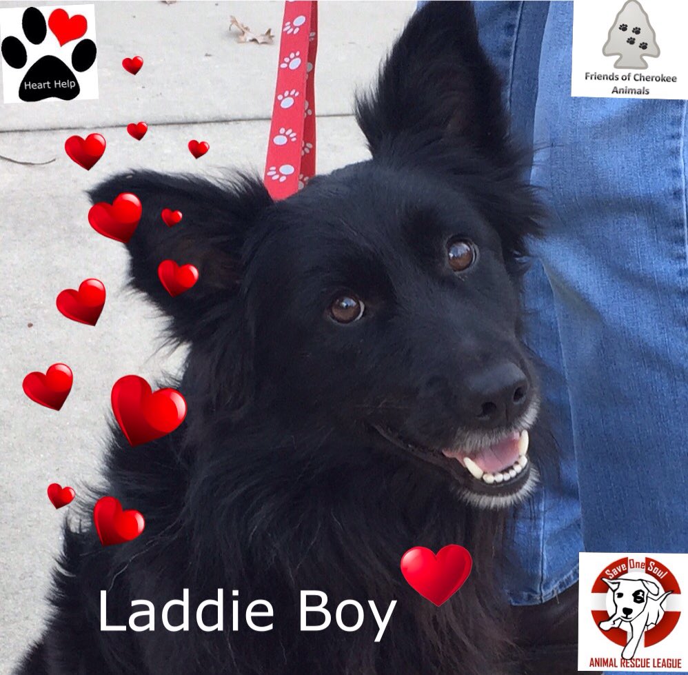 hearthelp1's tweet photo. Laddie Boy, AR dog, HW +, in @hearthelp1, received treatment w/@ASPCA grant, adoption through @SaveOneSoulARL, RI.  https://t.co/AQAxQVrmA4 https://t.co/bRrRh1WbYY