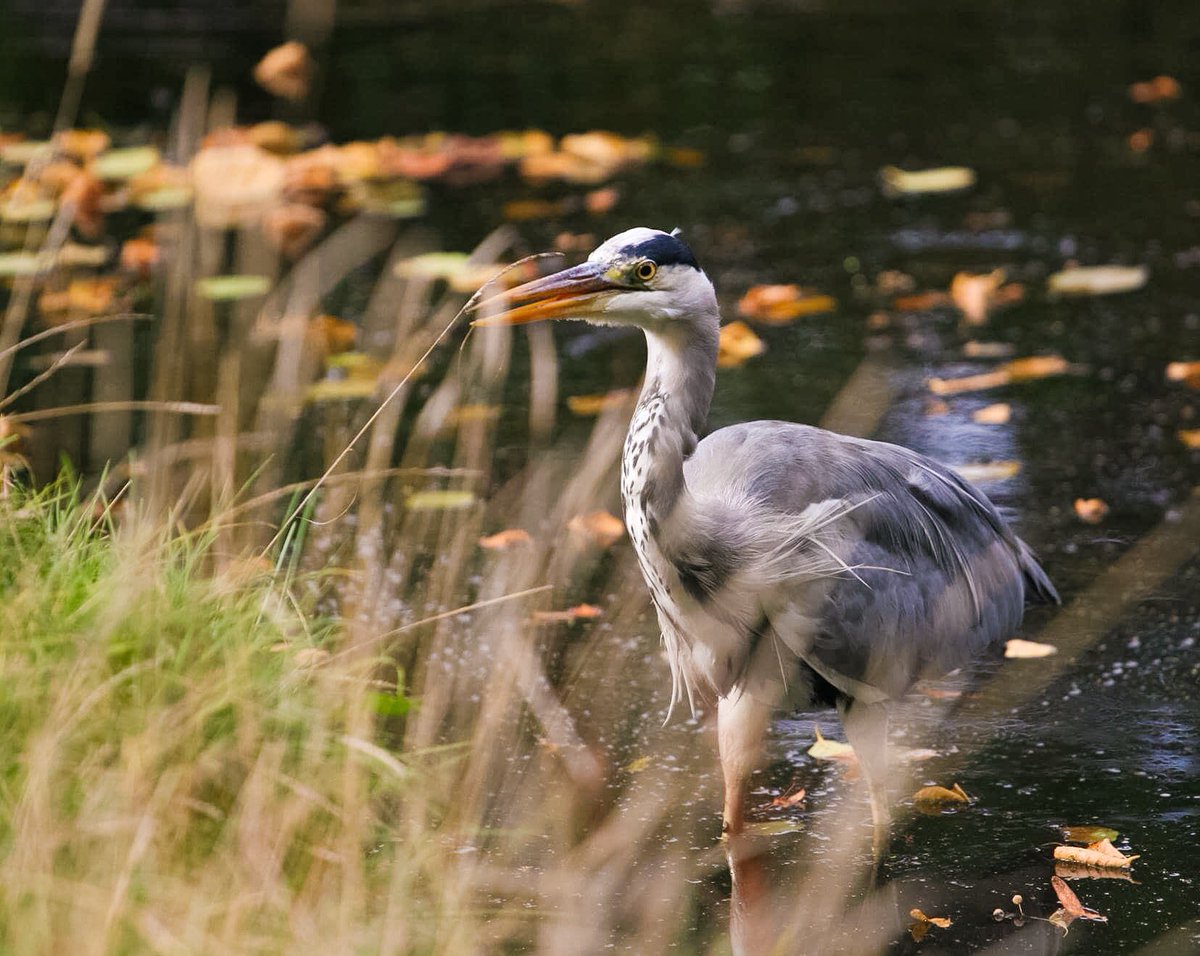 #throwback to this autumnal shot 👀 #Heron #royal #teddington #wildlifephotography #tbt #wildlife #photography #bushypark #parklife