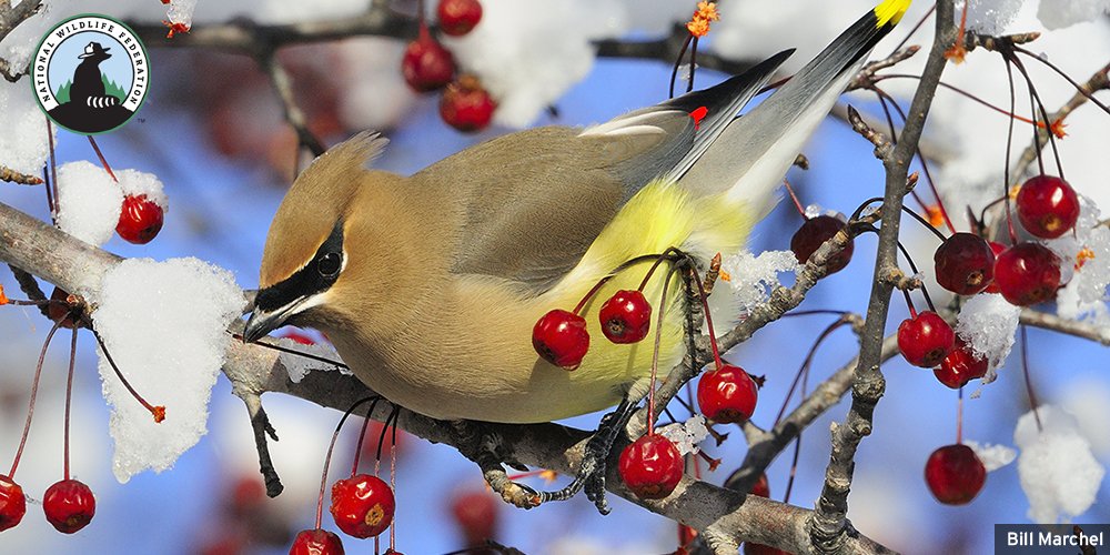 National Wildlife Federation On Twitter Tired Of Filling Bird