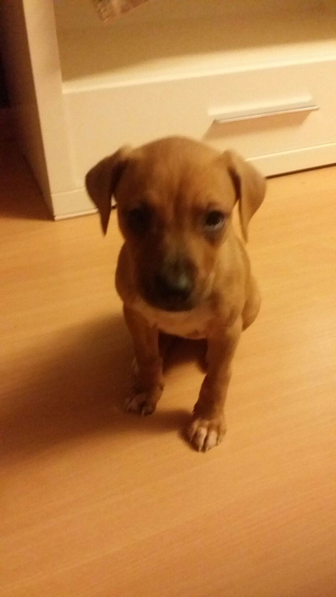 DanielNogueras1's tweet photo. Esta perrita esta en mi casa de acogida,un "peluche" devuelto estas navidades,esta en adopción por si os interesa. https://t.co/PpBMRWqPUB