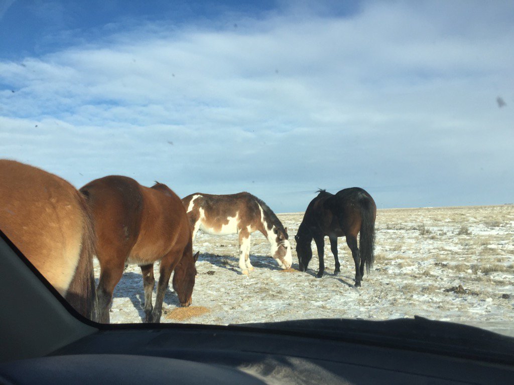 Horses get treats today😊🐴
