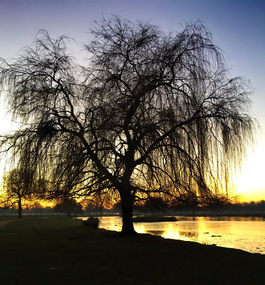 Shadows and shards of light 💫 #sunset #dusk #treelove #tree #london #surrey #teddington #bushypark #pretty #landscapephotography