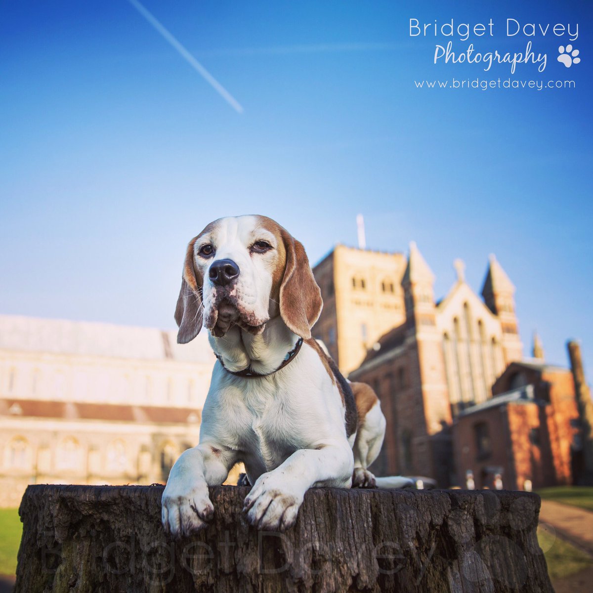 bdavey_photo's tweet image. First Location scouting with the fabulous @PorthosBeagle in St Albans, one of our favourite locations here in the beautiful Hertfordshire.