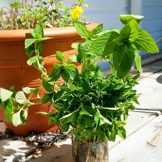 Teageekery's tweet photo. Throwback Thursday!

Started this beautiful mint last summer 🤓🌱💋

#ThrowbackThursday #mint #teageeks #growyourown #summer https://t.co/DffBMoMmXa