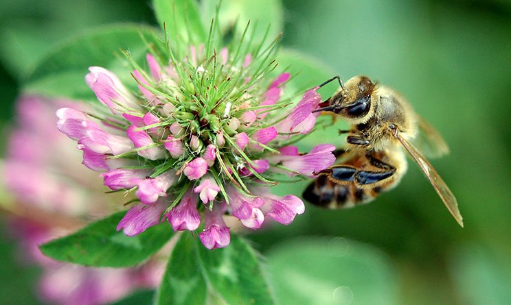 USFRA's tweet photo. #Honeybees are vital to the ecosystem, learn how two #farmers are populating pollinators.https://t.co/p2nxPRHKUM https://t.co/46h3ifaySb