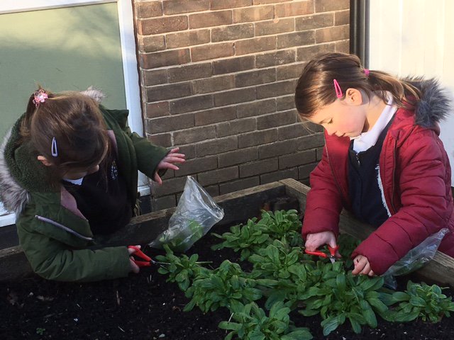 yr1melthamce's tweet photo. We have been harvesting our winter salad: lettuce, mizuna, corn salad and winter purslane. Tomorrow we shall have it for lunch #growtoschool https://t.co/v97pAjcCkz