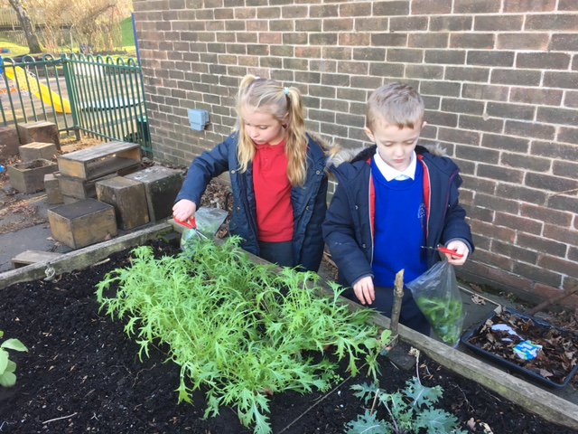 yr1melthamce's tweet photo. We have been harvesting our winter salad: lettuce, mizuna, corn salad and winter purslane. Tomorrow we shall have it for lunch #growtoschool https://t.co/v97pAjcCkz