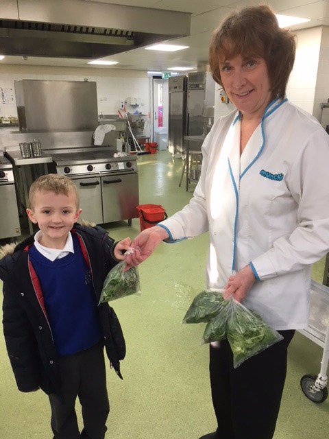yr1melthamce's tweet photo. We have been harvesting our winter salad: lettuce, mizuna, corn salad and winter purslane. Tomorrow we shall have it for lunch #growtoschool https://t.co/v97pAjcCkz