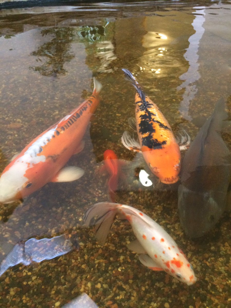 regioniiffa's tweet photo. When the fish and wildlife competitors start second guessing themselves- "Something's a little fishy here" https://t.co/kIsomkB7Lp